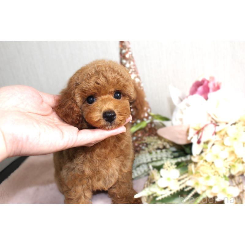 販売中の茨城県のミニチュアプードル-419106の2枚目