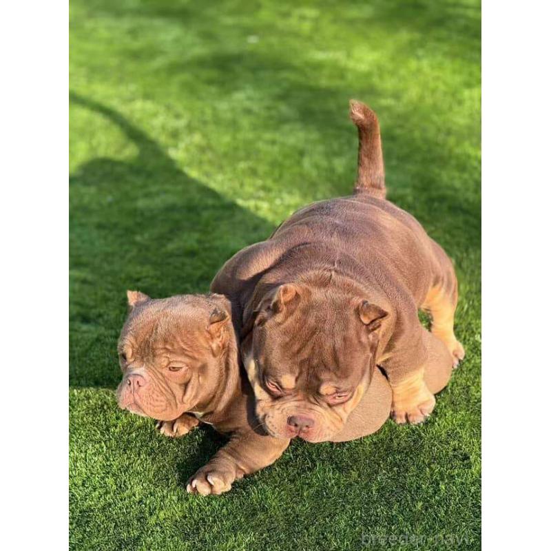 Bettyちゃん1枚目