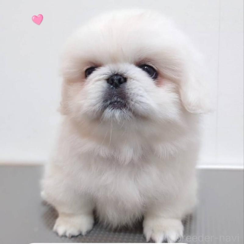 成約済の滋賀県のペキニーズ-413638の1枚目