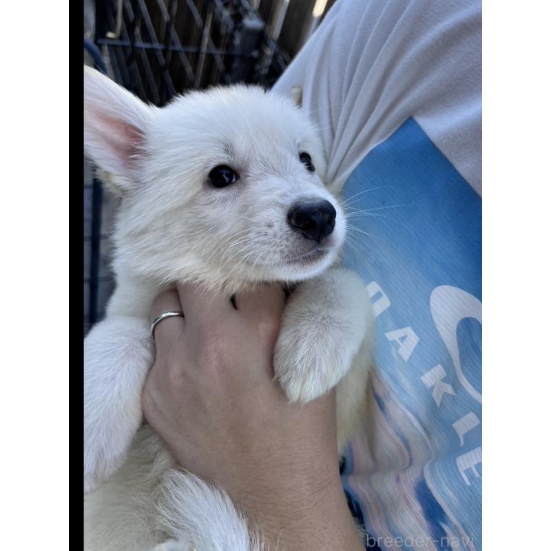 販売中の滋賀県のミックス犬-417244の3枚目