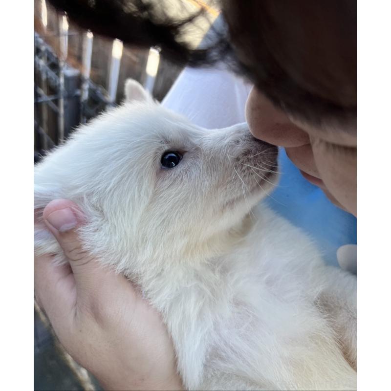 販売中の滋賀県のミックス犬-417244の2枚目