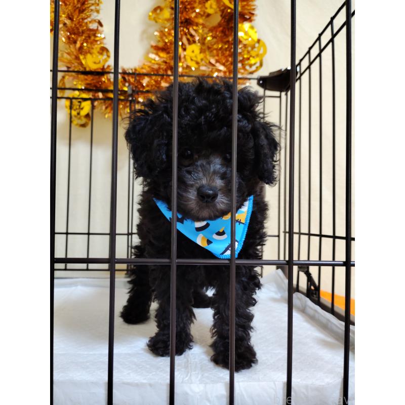 成約済の栃木県のトイプードル-416030の5枚目