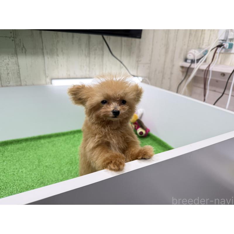 販売中の新潟県のティーカッププードル-417621の9枚目