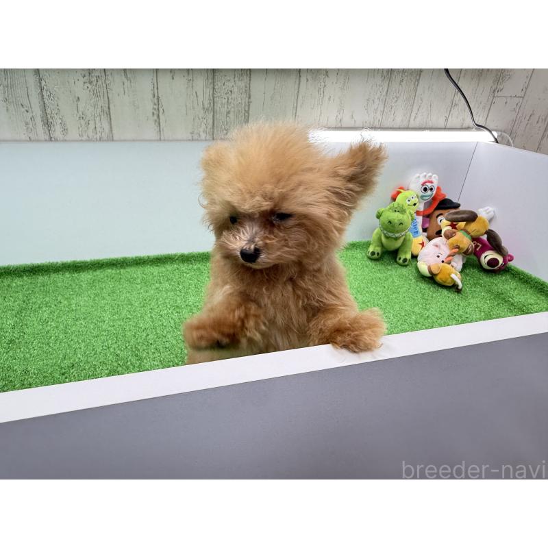 販売中の新潟県のティーカッププードル-417621の8枚目