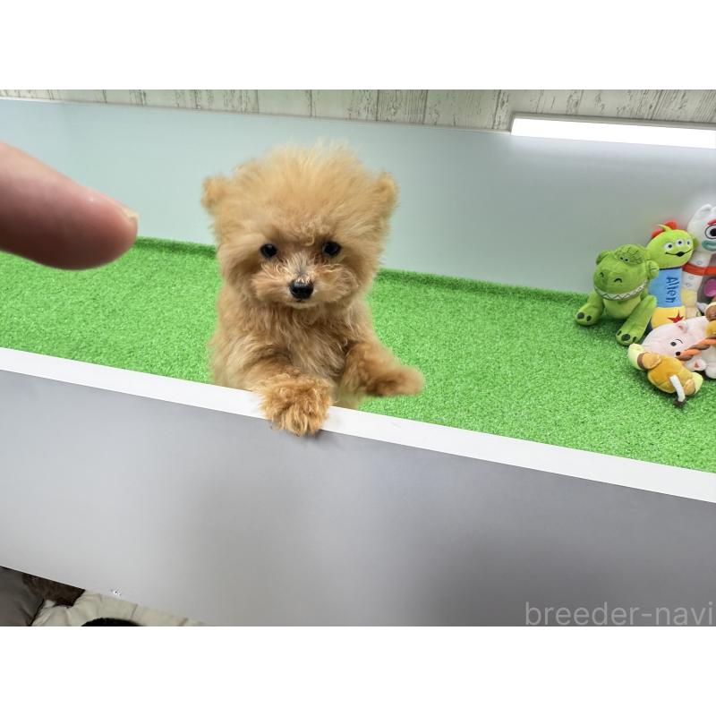 販売中の新潟県のティーカッププードル-417621の7枚目