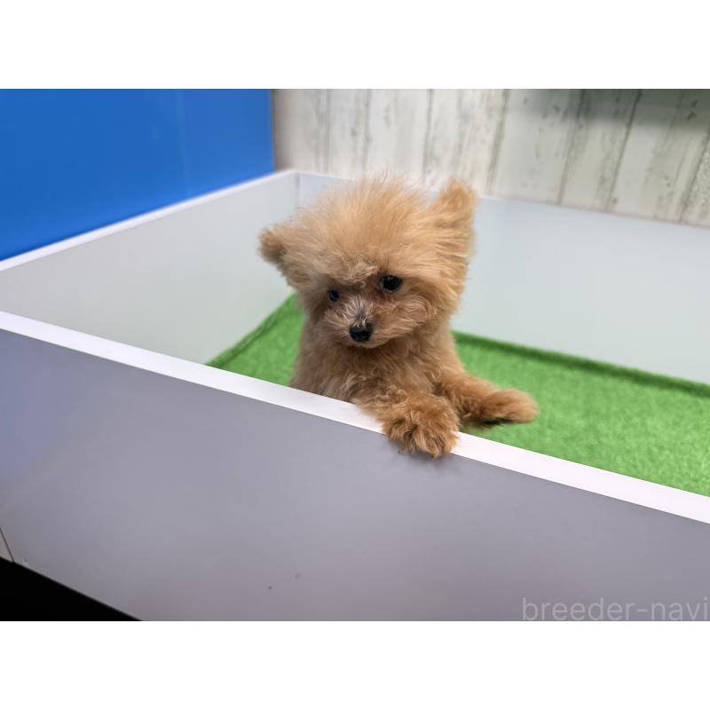 販売中の新潟県のティーカッププードル-417621の6枚目