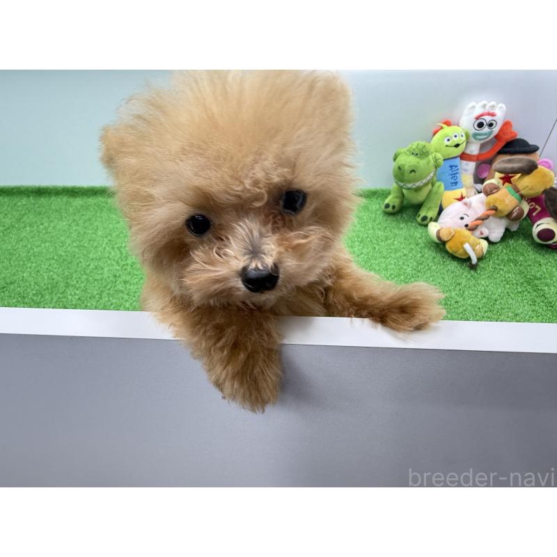 販売中の新潟県のティーカッププードル-417621の5枚目