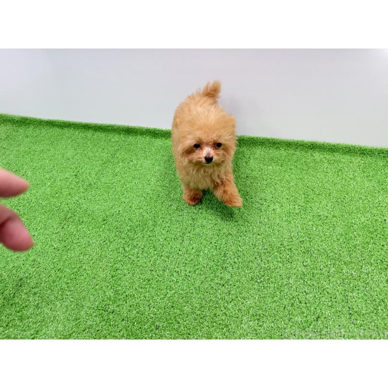 販売中の新潟県のティーカッププードル-417621の4枚目