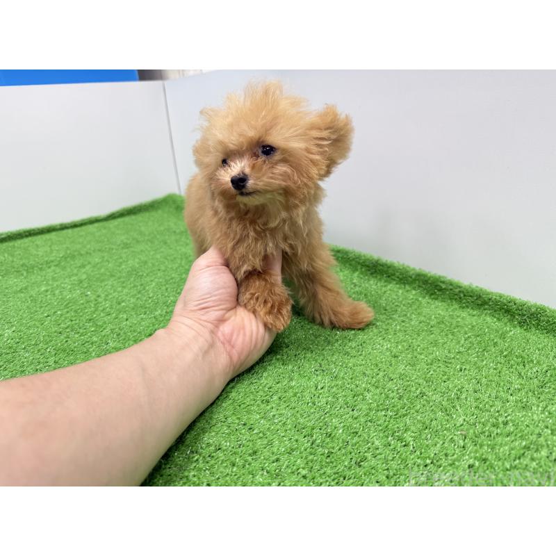 販売中の新潟県のティーカッププードル-417621の3枚目