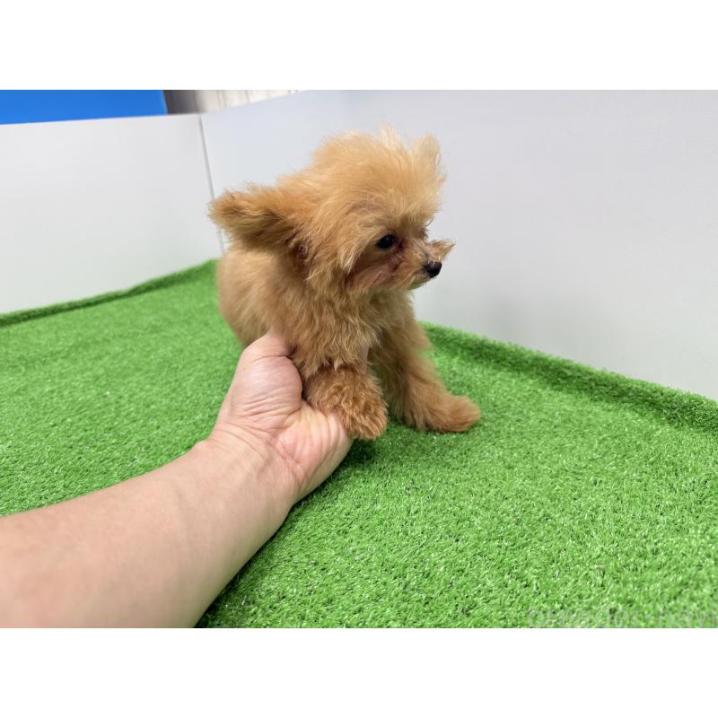 販売中の新潟県のティーカッププードル-417621の2枚目