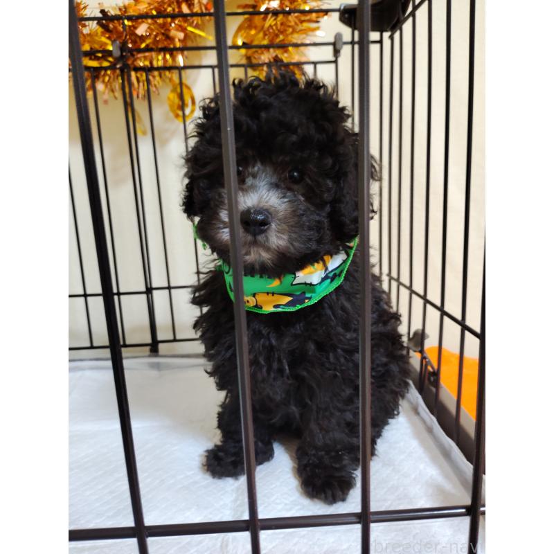 成約済の栃木県のトイプードル-416025の4枚目