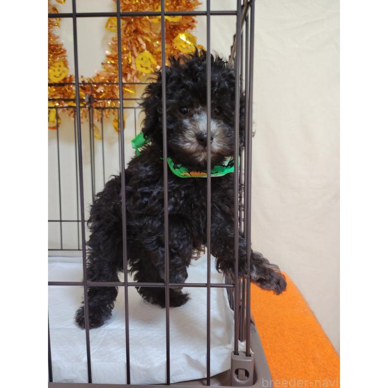 成約済の栃木県のトイプードル-416025の3枚目