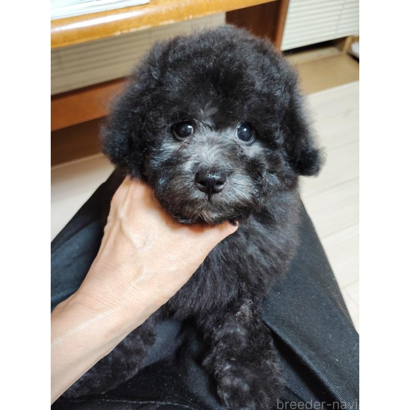 成約済の栃木県のトイプードル-416038の4枚目