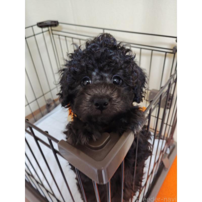 成約済の栃木県のトイプードル-416038の3枚目