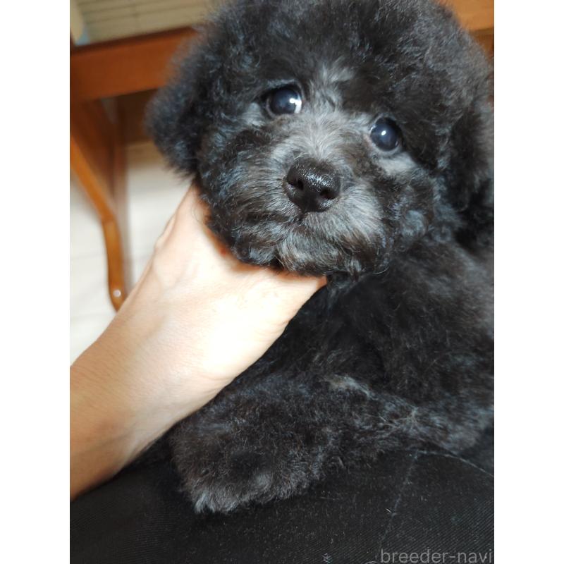 成約済の栃木県のトイプードル-416038の2枚目