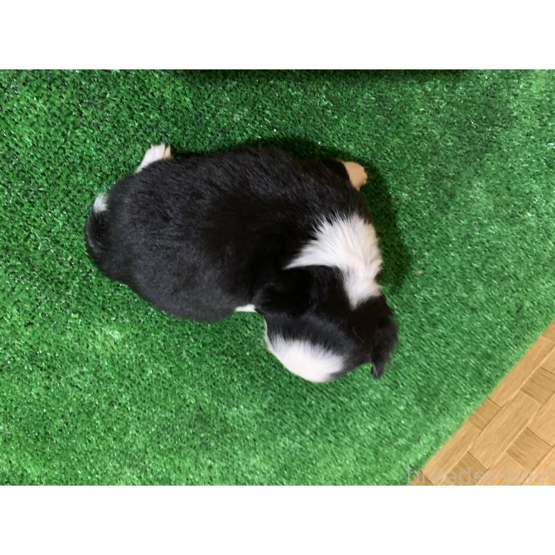 販売中の福岡県のチワワ(ロングコート)-419435の2枚目