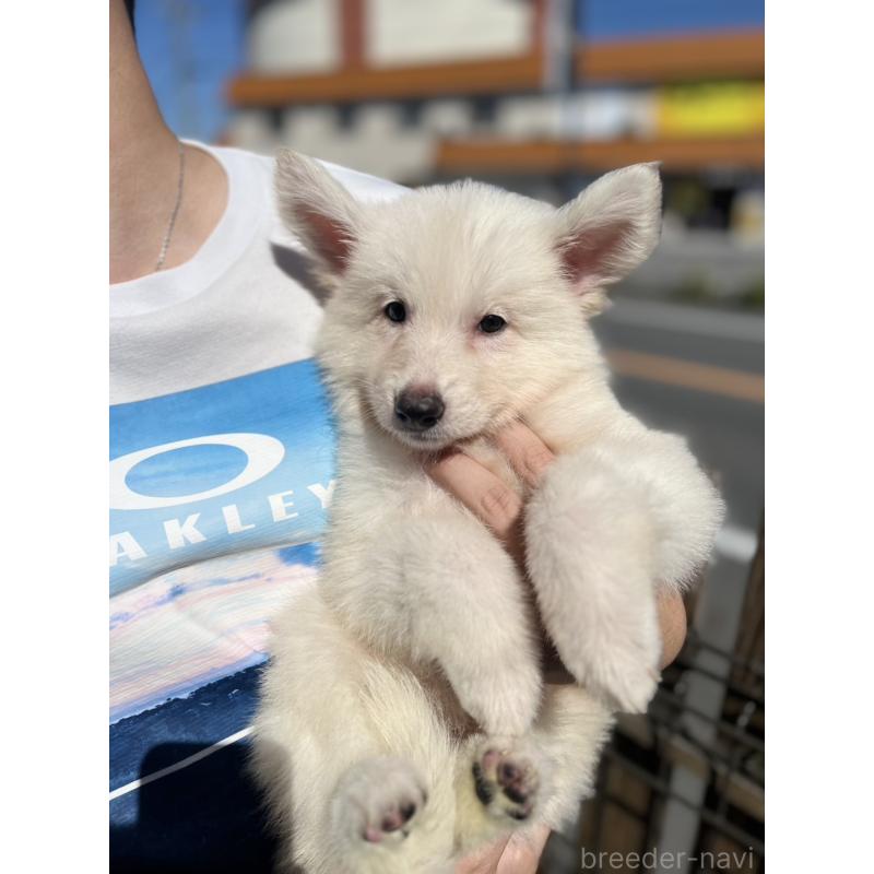 販売中の滋賀県のミックス犬-419112の4枚目