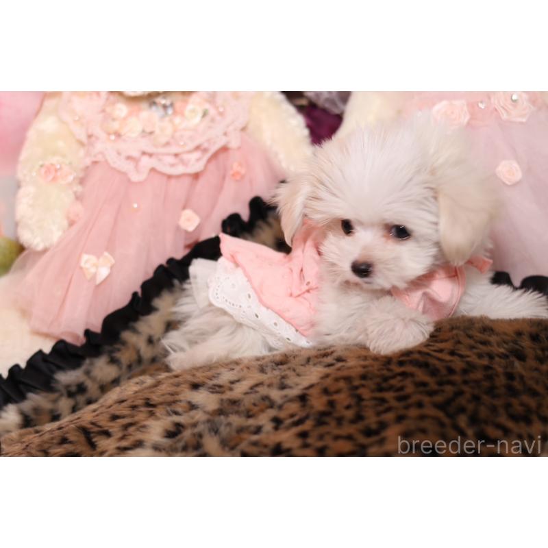 成約済の大阪府のチワマル:チワワ×マルチーズ-415602の5枚目