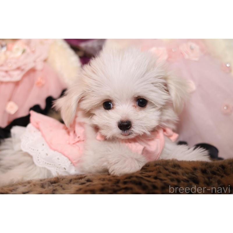 成約済の大阪府のチワマル:チワワ×マルチーズ-415602の4枚目