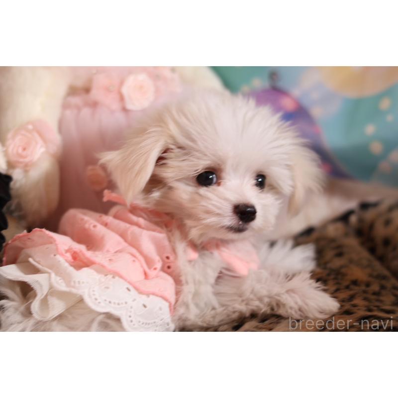 成約済の大阪府のチワマル:チワワ×マルチーズ-415602の3枚目