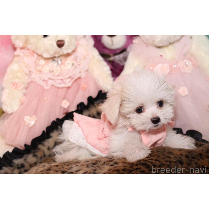 成約済の大阪府のチワマル:チワワ×マルチーズ-415602の2枚目