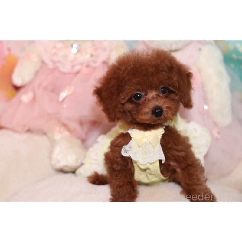 成約済の大阪府のティーカッププードル-416712の5枚目