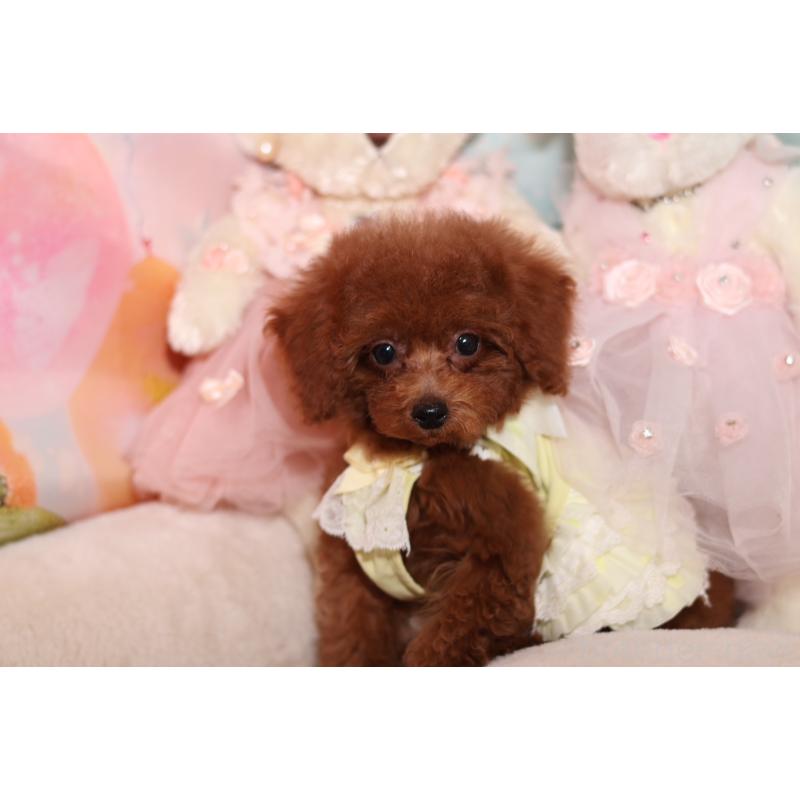 成約済の大阪府のティーカッププードル-416712の4枚目