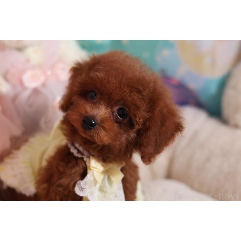 成約済の大阪府のティーカッププードル-416712の3枚目