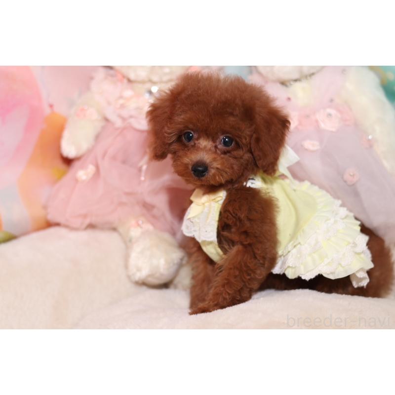 成約済の大阪府のティーカッププードル-416712の2枚目