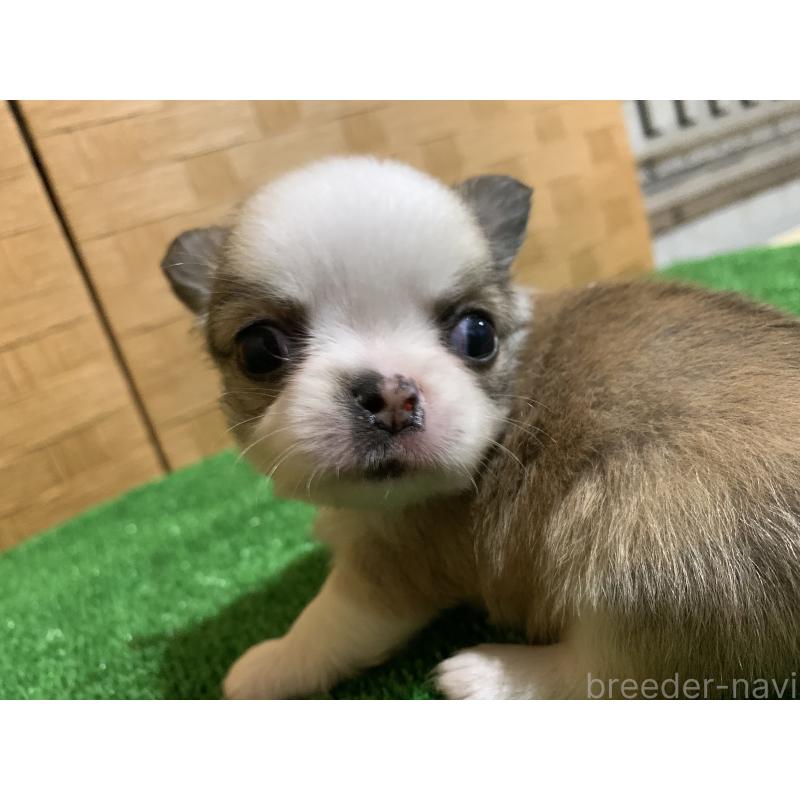 販売中の福岡県のチワワ(ロングコート)-419426の2枚目