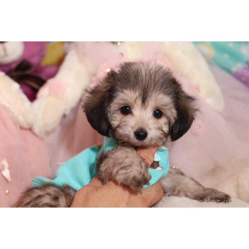 成約済の大阪府のチワマル:チワワ×マルチーズ-417012の5枚目