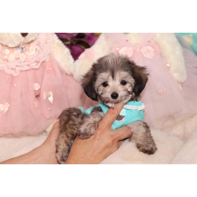 成約済の大阪府のチワマル:チワワ×マルチーズ-417012の4枚目