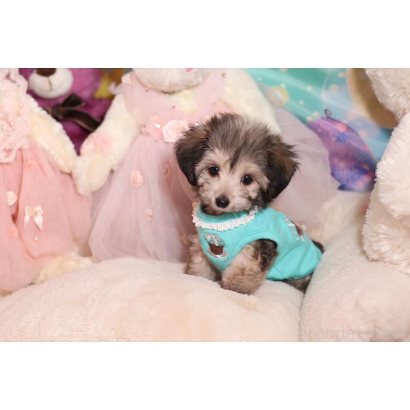 成約済の大阪府のチワマル:チワワ×マルチーズ-417012の3枚目