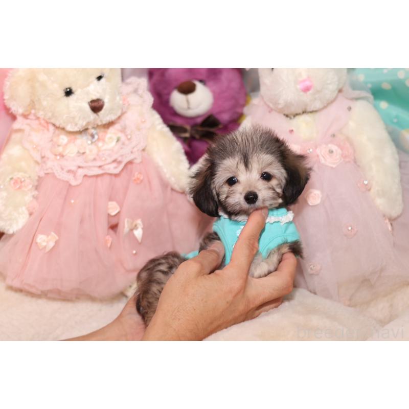 成約済の大阪府のチワマル:チワワ×マルチーズ-417012の2枚目