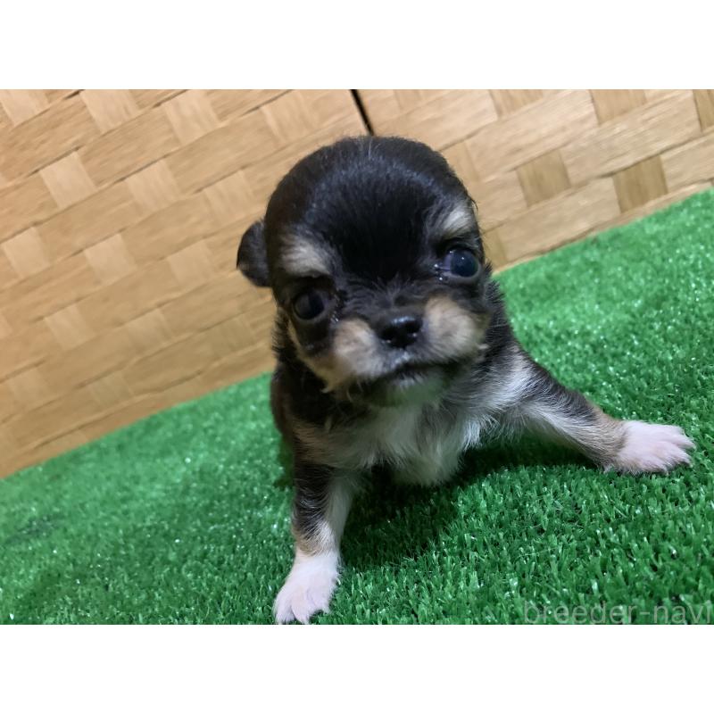 販売中の福岡県のチワワ(ロングコート)-419440の3枚目