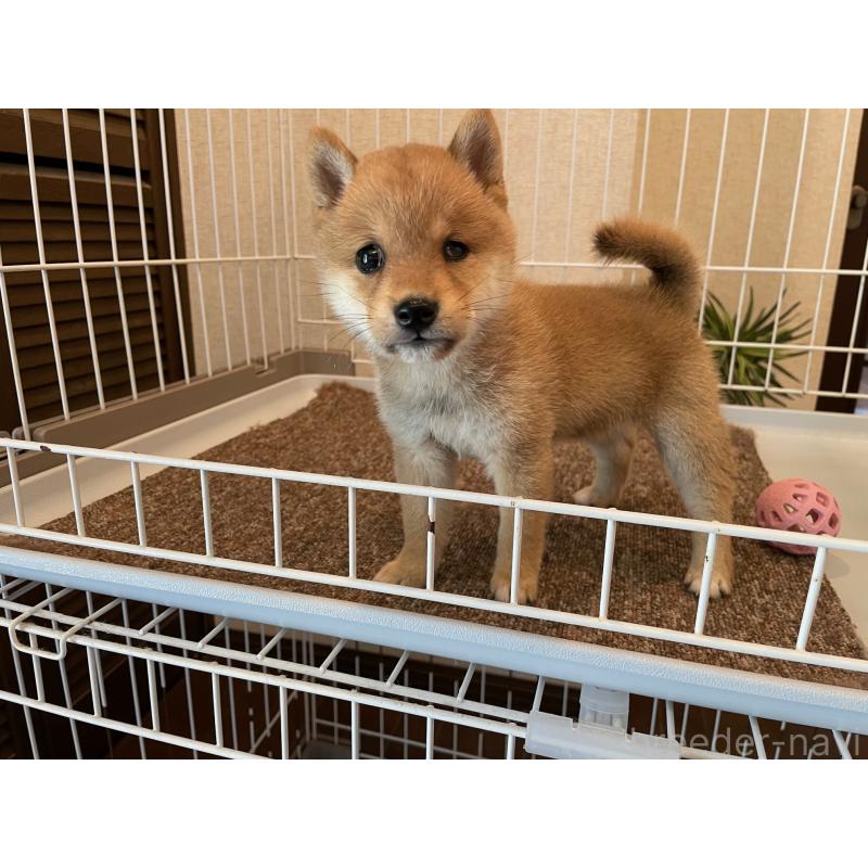 販売中の兵庫県の豆柴-419117の3枚目