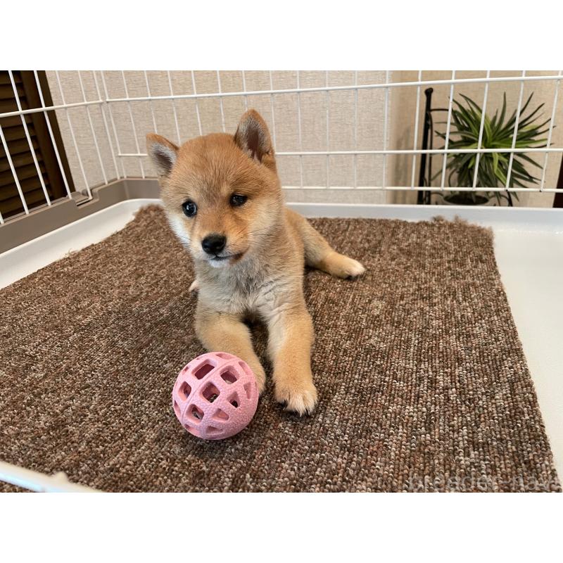 販売中の兵庫県の豆柴-419117の2枚目