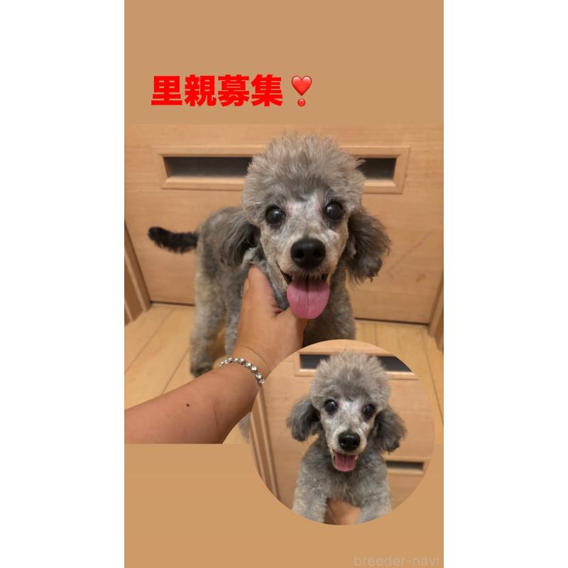 販売中の兵庫県のトイプードル-419116の1枚目