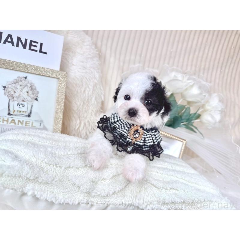 販売中の大阪府のミックス犬-418992の10枚目