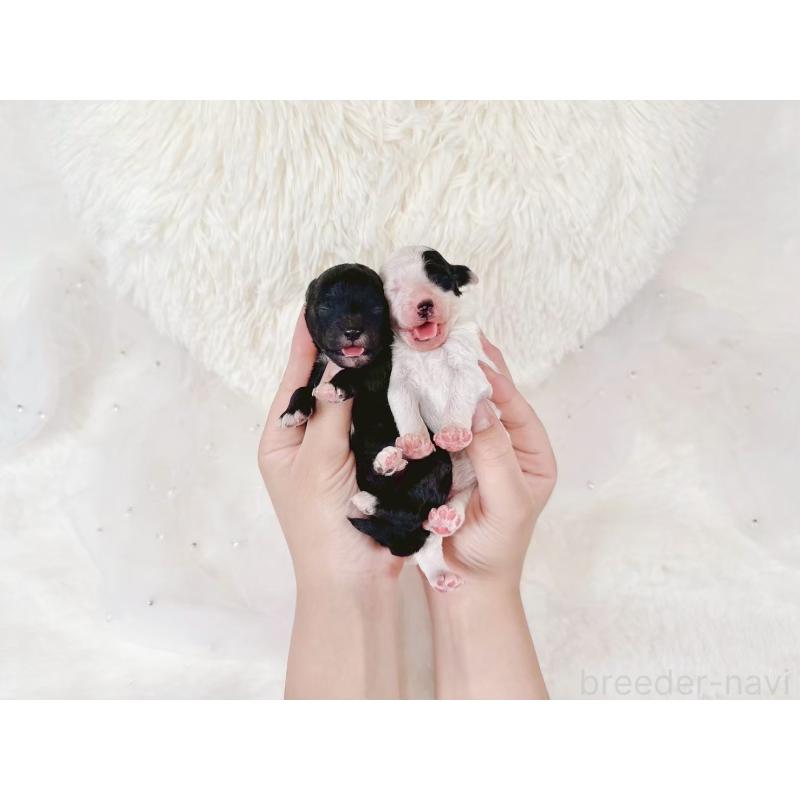 販売中の大阪府のミックス犬-418992の7枚目