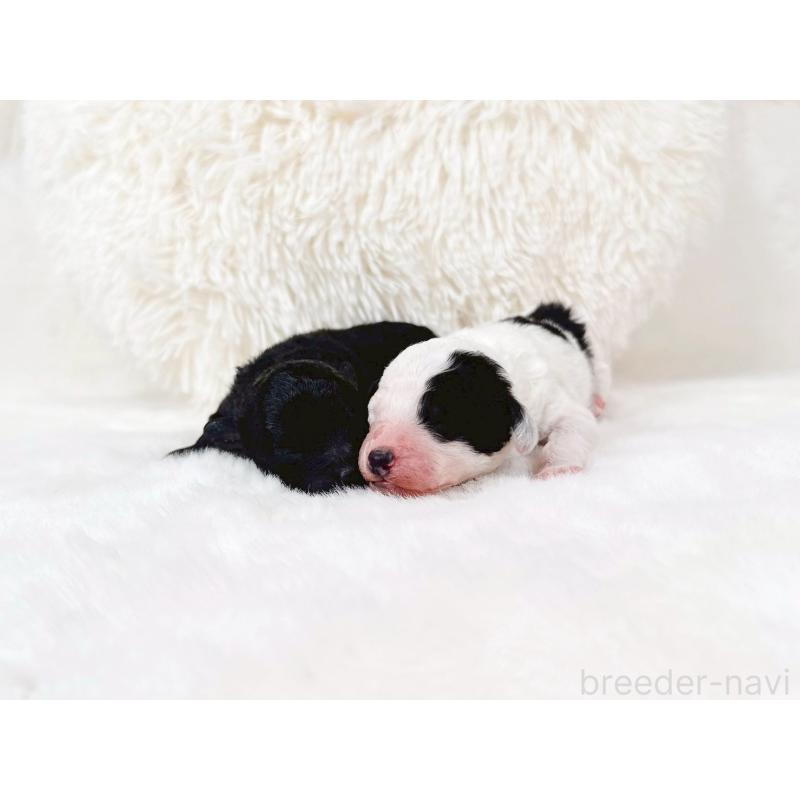 販売中の大阪府のミックス犬-418992の6枚目