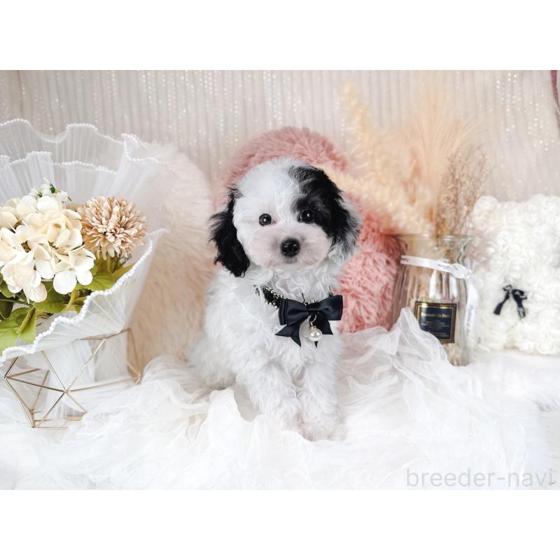 販売中の大阪府のミックス犬-418992の5枚目
