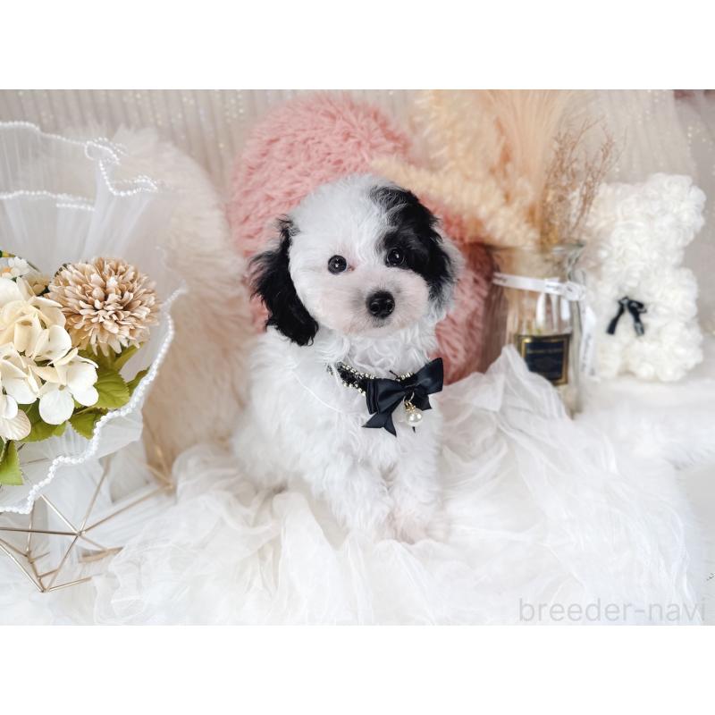 販売中の大阪府のミックス犬-418992の4枚目