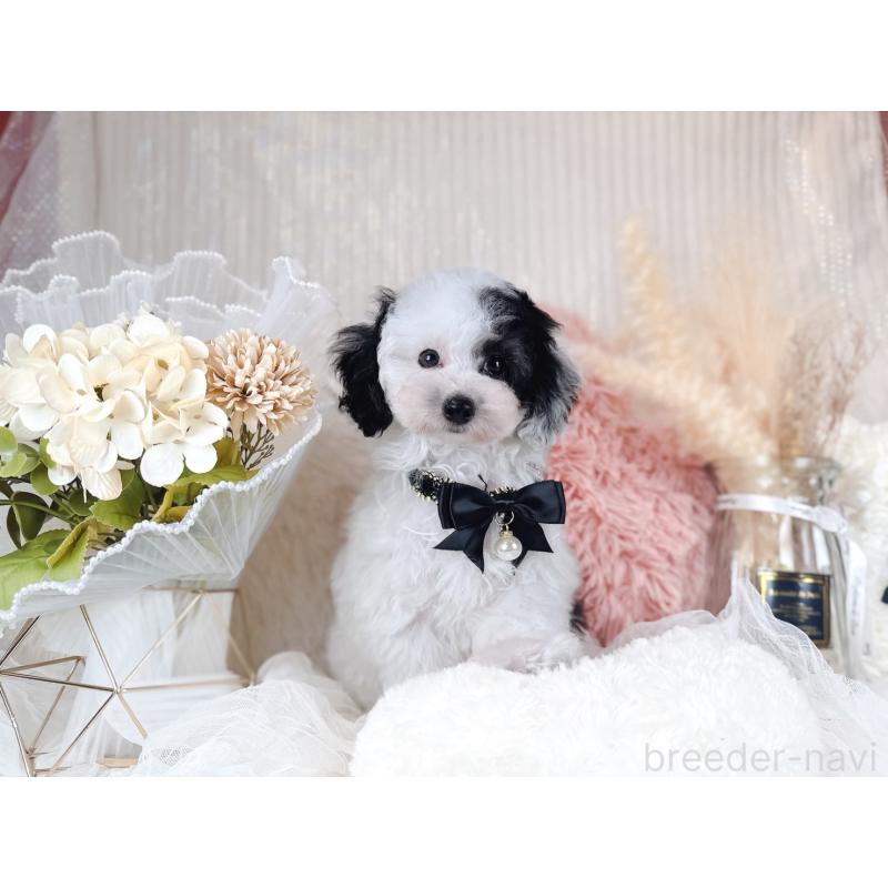 販売中の大阪府のミックス犬-418992の3枚目