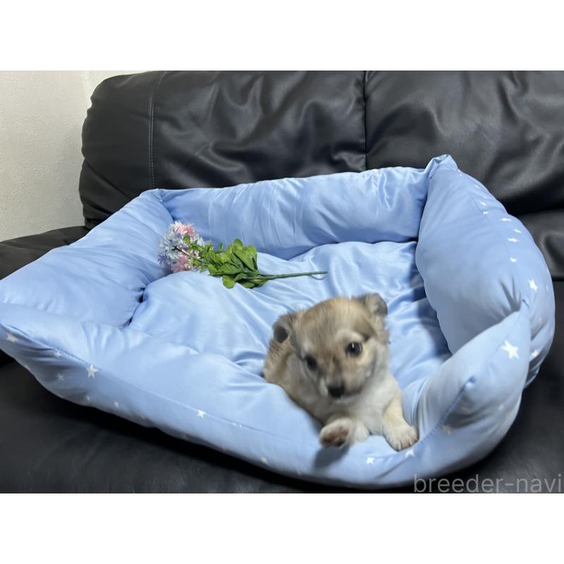 販売中の栃木県のチワワ(ロングコート)-418993の2枚目