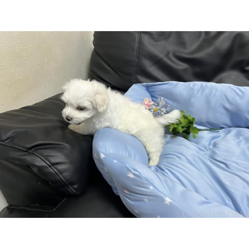 販売中の栃木県のミックス犬-418995の4枚目