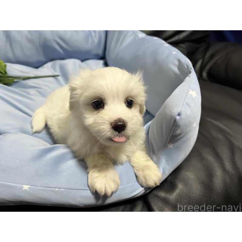 販売中の栃木県のミックス犬-418995の1枚目