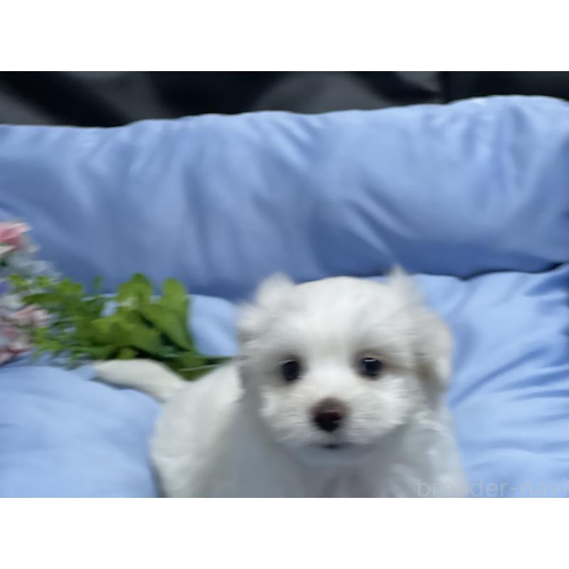 販売中の栃木県のミックス犬-418995の3枚目