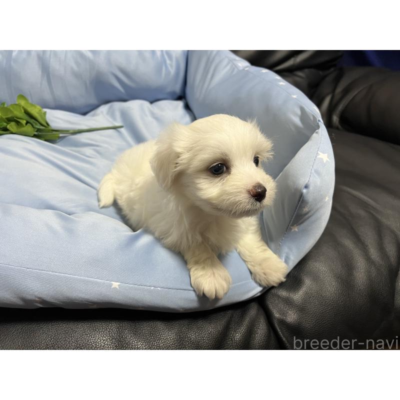 販売中の栃木県のミックス犬-418995の2枚目