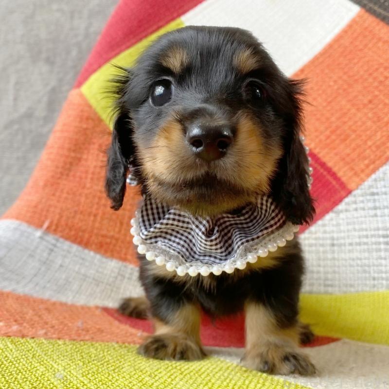 成約済の和歌山県のミニチュアダックスフンド(ロングヘアード)-417382の9枚目